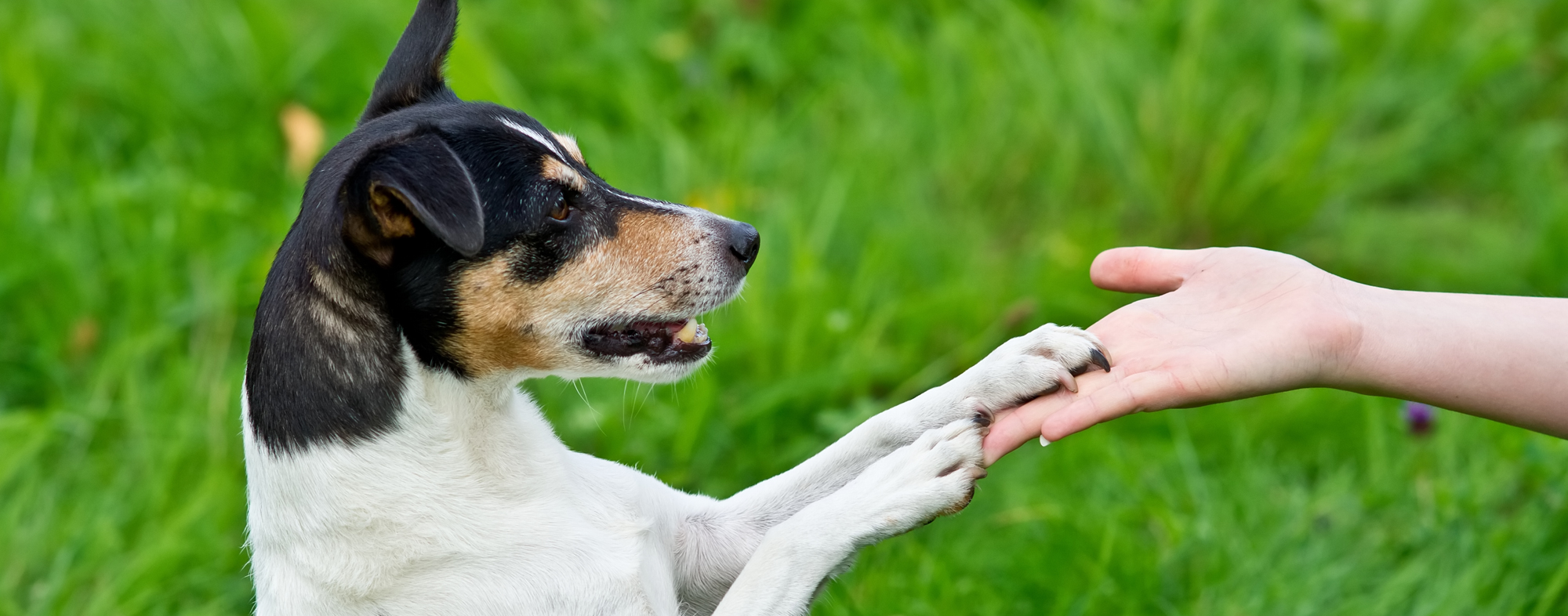 Holding out your palm, you can train your small dog to offers their paw