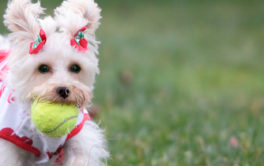 Small dog clutching a tennis ball in their mouth, dressed in clothing