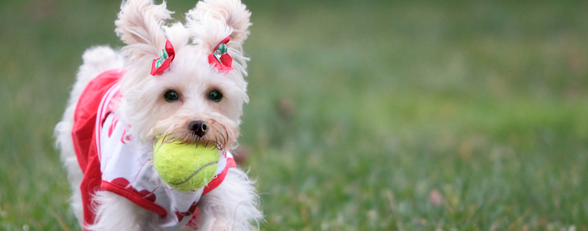 Small dog clutching a tennis ball in their mouth, dressed in clothing