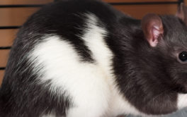 Large black and white pet rat nibbling on a seed inside of its cage