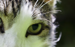 The intense gaze of a cat, free from any feline diseases