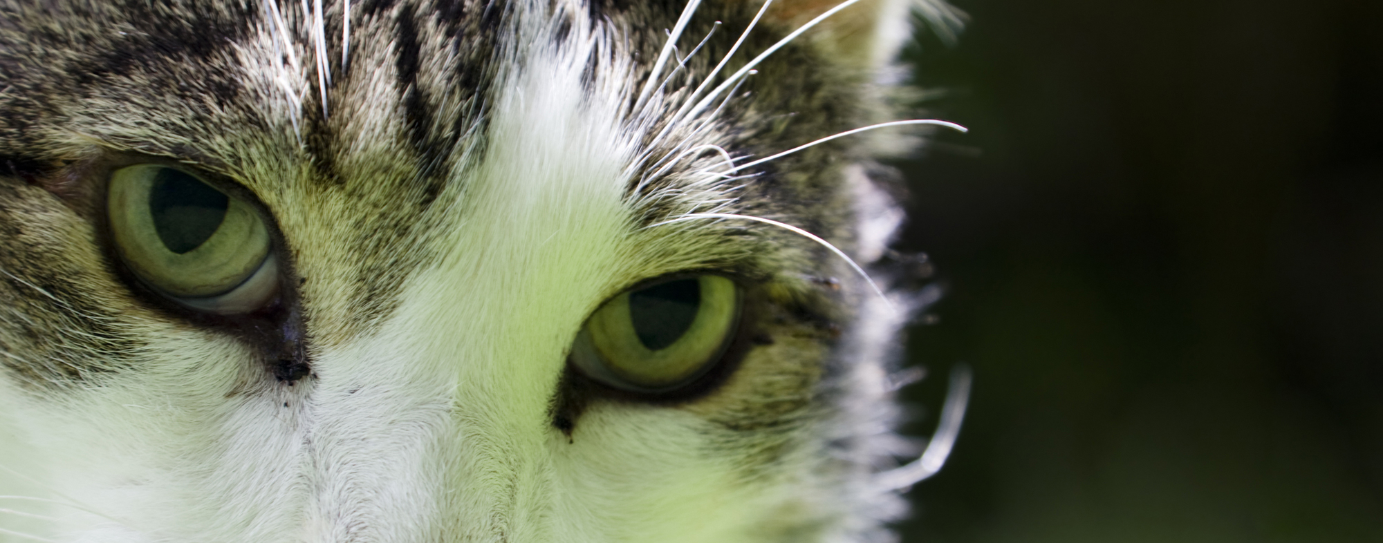 Snapshot of Morning Feline Health Concerns