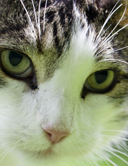 A cat staring intently, spared from any feline diseases