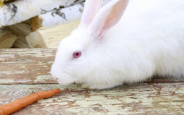 A pet rabbit with a diet full of fiber, ready to eat an orange carrot
