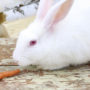 A pet rabbit with a diet full of fiber, ready to eat an orange carrot