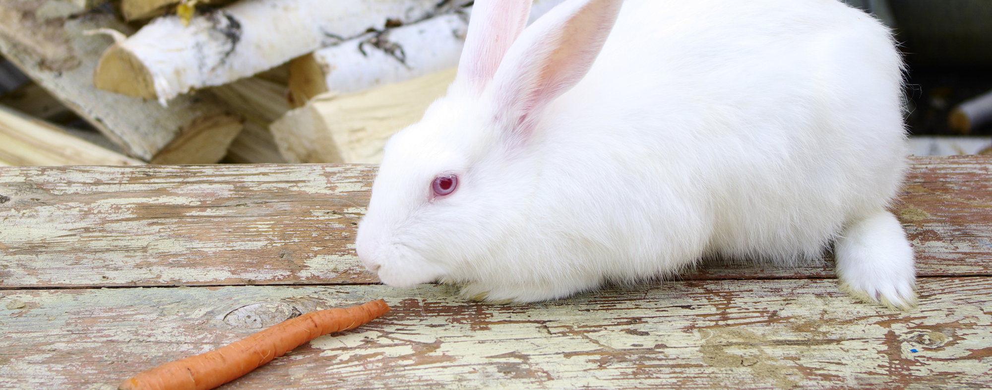 A pet rabbit with a diet full of fiber, ready to eat an orange carrot