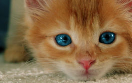 You should find a safe foster home for your small orange kitten