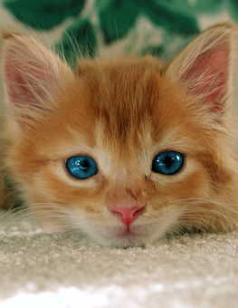 Small orange kitten with deep blue eyes in search of a foster home