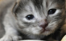 Applying light pressure, you can help a newborn kitten urinate