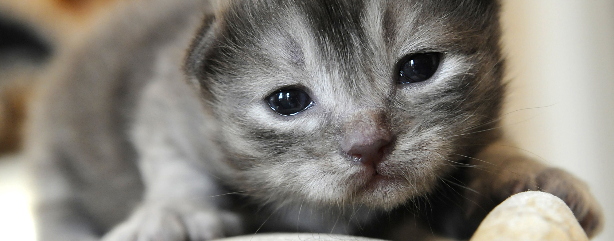 Applying light pressure, you can help a newborn kitten urinate