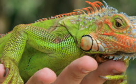 A pet reptile iguana being handled gently by its owner