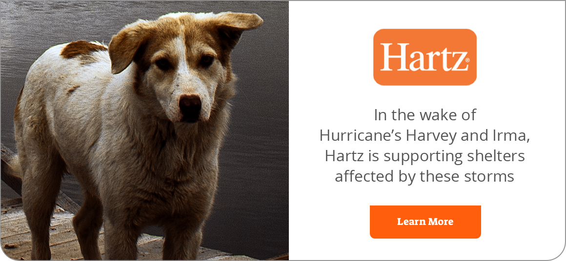 Hartz Pet Products & Supplies Hartz Flea Control for Dog & Cat Hartz