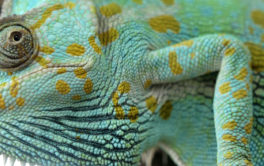 A yellow dotted pet reptile with a healthy diet of treats and foods