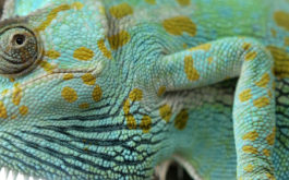A yellow dotted pet reptile with a healthy diet of treats and foods