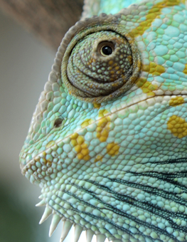 A spiky chinned pet reptile, eyeing the food it will eat soon