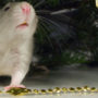 Your pet mouse may want to hide near your Christmas decorations