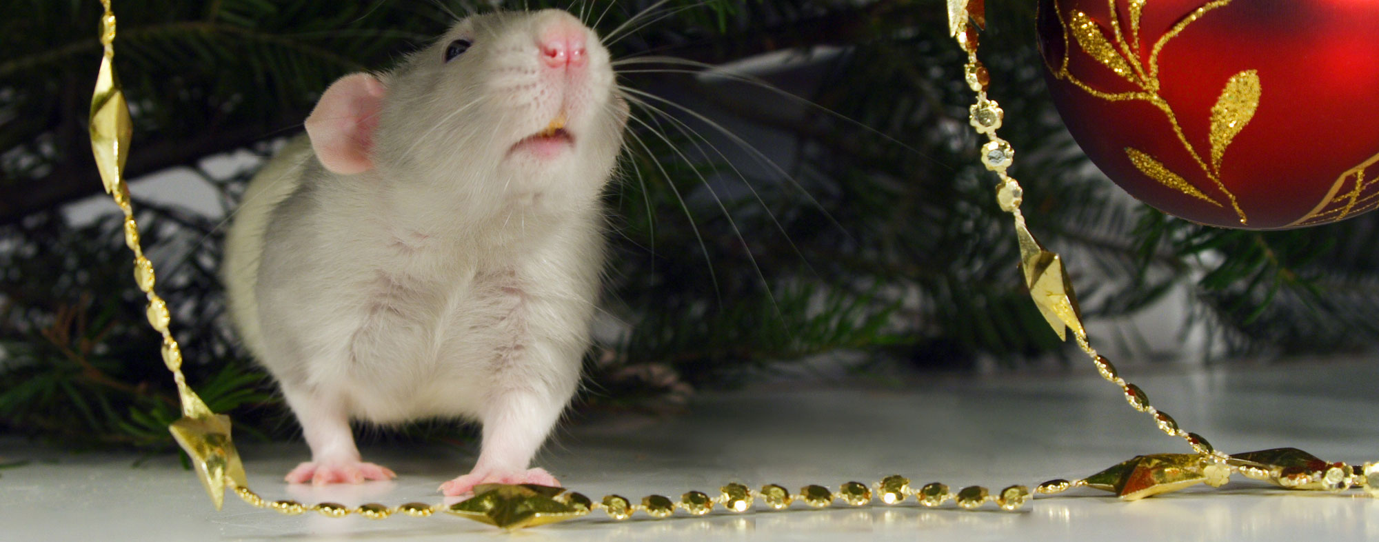 Your pet mouse may want to hide near your Christmas decorations