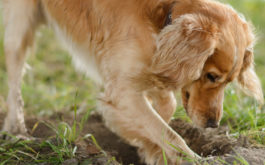 With basic training, you can stop your dog from digging holes