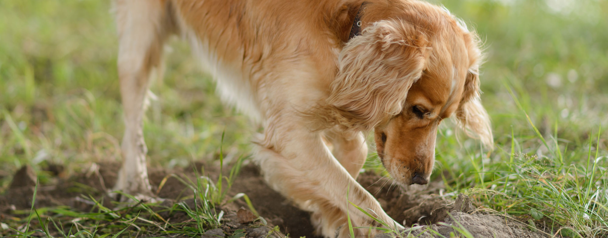 With basic training, you can stop your dog from digging holes
