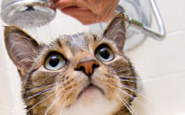Bathing your cat regularly will help with their grooming
