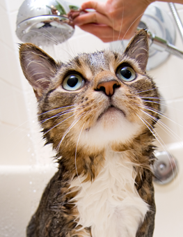 A wet cat bathing in a bath tub, as owner adjusts faucet