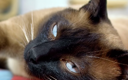 A siamese cat resting indoors after being brushed