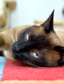 A siamese cat resting indoors after being brushed