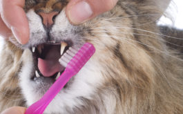 Cat having its teeth brushed by owner to prevent dental diseases