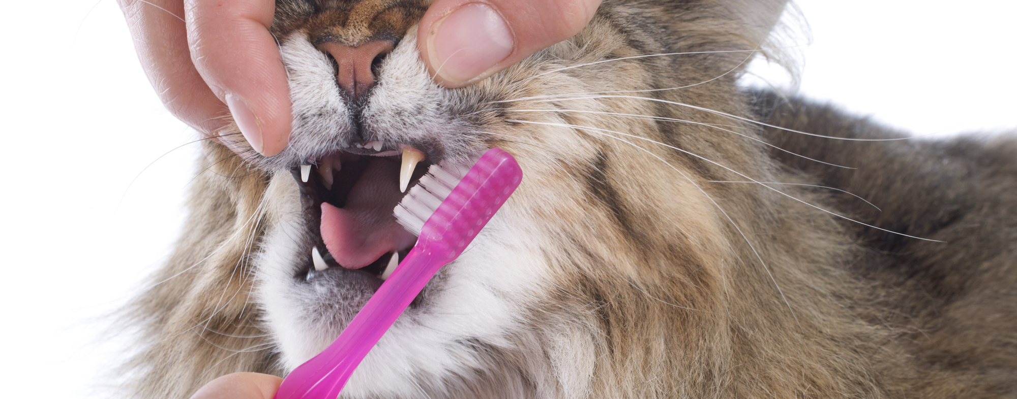 Cat having its teeth brushed by owner to prevent dental diseases