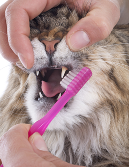 Pet owner holding their cat's mouth open to brush its teeth