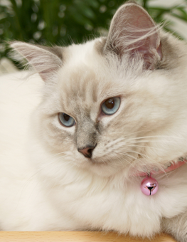Grooming your cat will prevent them from shedding their hair everywhere