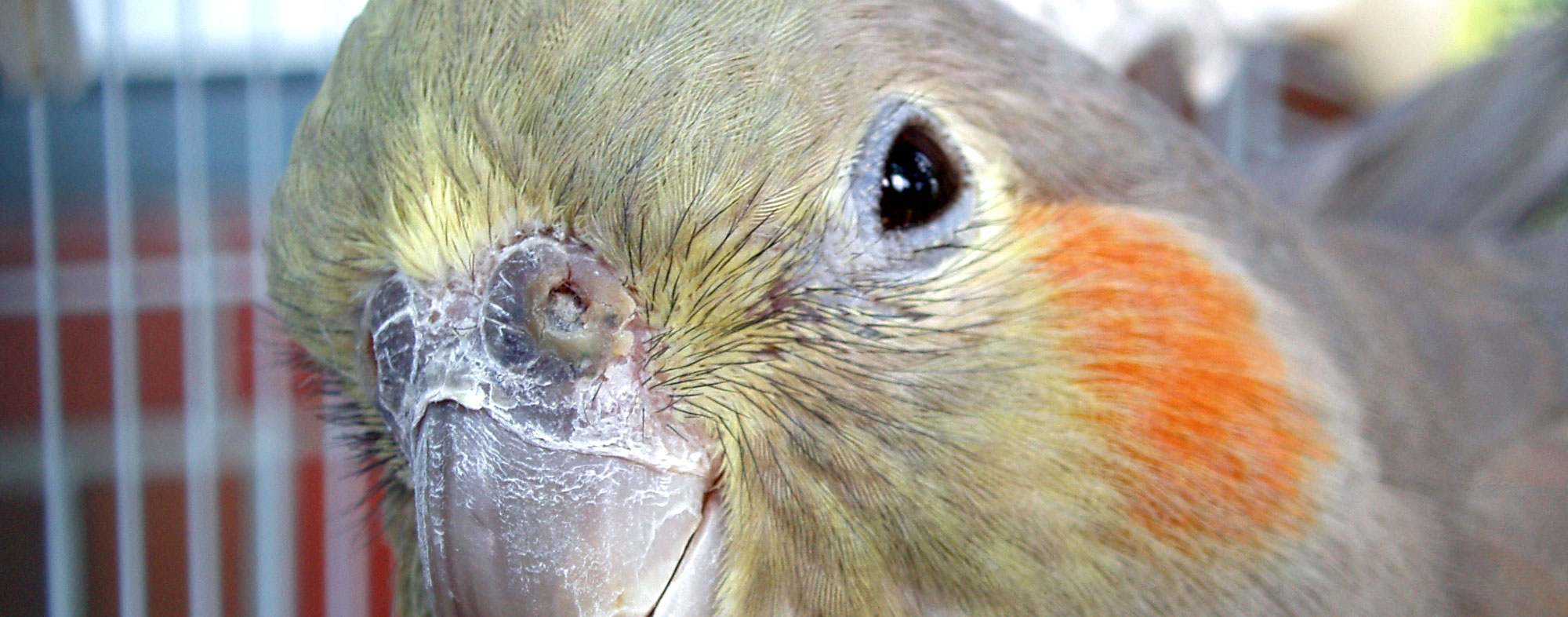 Pet parrot may start plucking its own feathers out of boredom