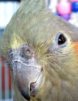 A parrot who may start plucking his own feathers if he's diseased