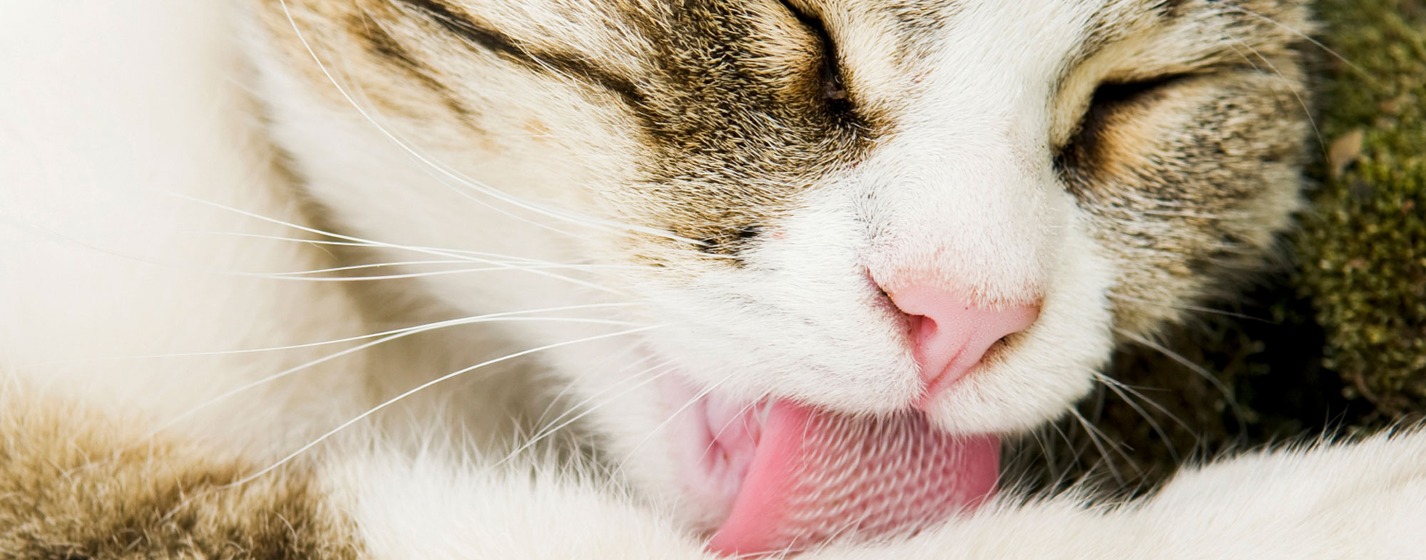 Hairballs become increasingly likely if your cat grooms itself