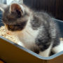 You should train your newborn kitten to use a litterbox ASAP