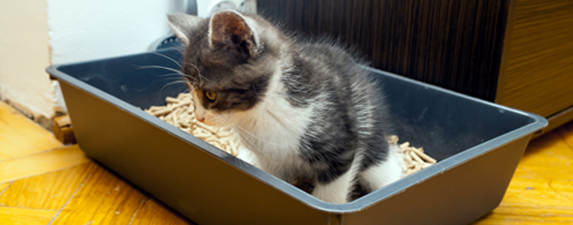 How to litter train your kitten – the basics