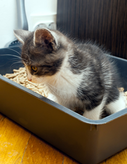 Small kitten training with new litterbox for the first time