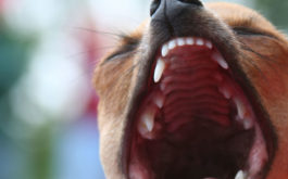 The gaping maw of a dog that has been barking excessively