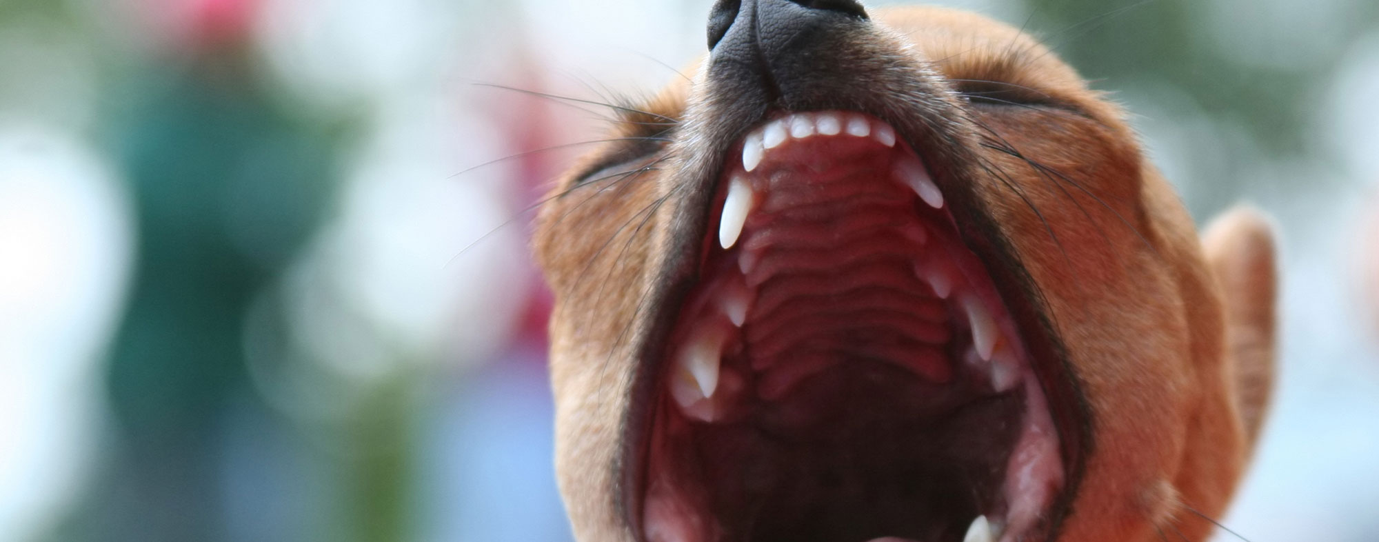 The gaping maw of a dog that has been barking excessively