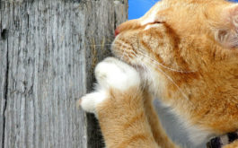 An orange cat that has been excessively scratching a wooden post