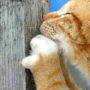An orange cat that has been excessively scratching a wooden post