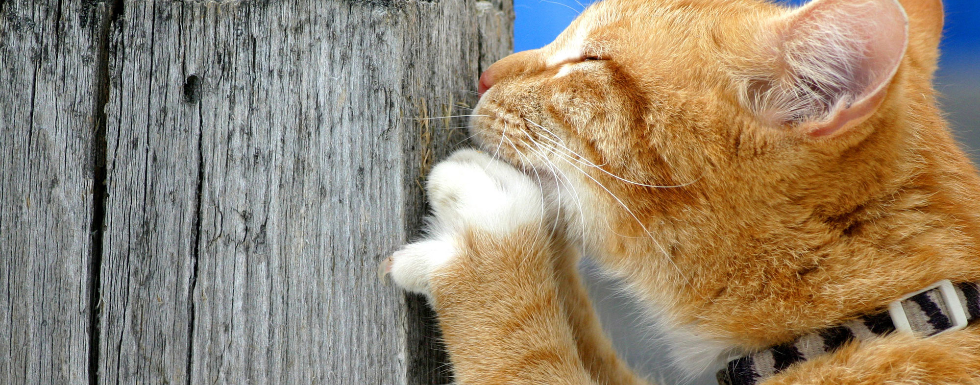 An orange cat that has been excessively scratching a wooden post
