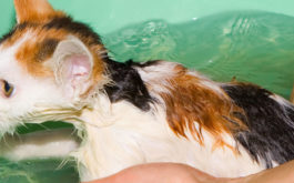 Washing a pet cat in a bathtub by hand to prevent hairballs