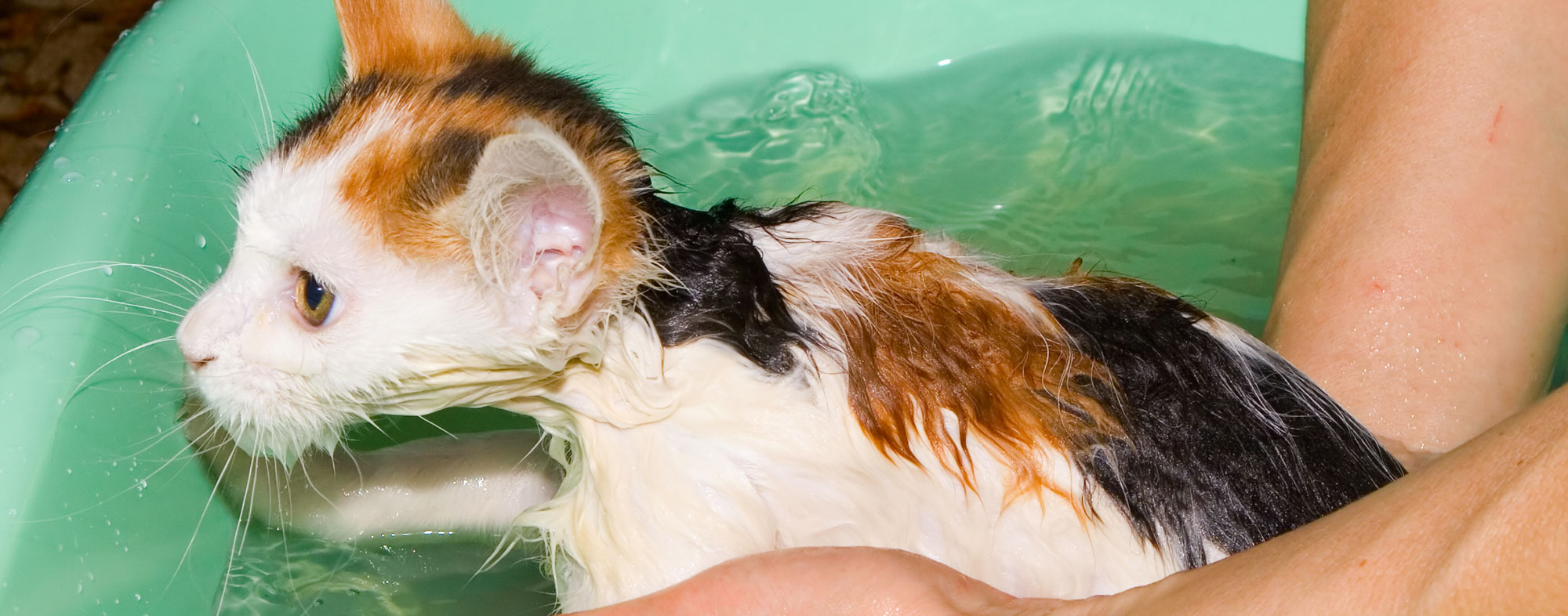 Washing a pet cat in a bathtub by hand to prevent hairballs