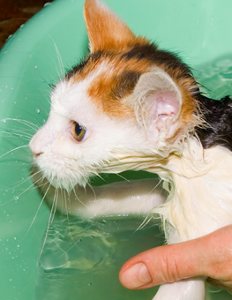 A wet cat being groomed and washed to prevent against hairballs