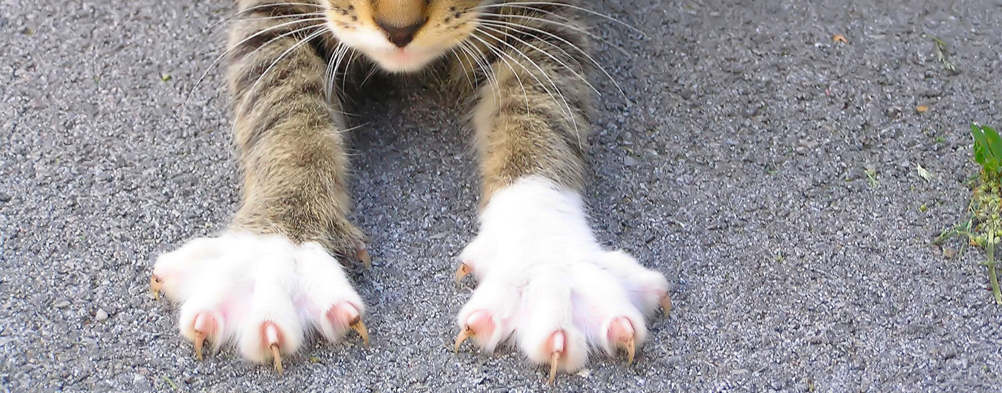 Cat stretching its claws outside, in need of a grooming or trimming