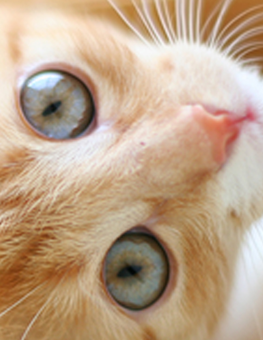 Young kitten staring up at new owner, waiting to be adopted