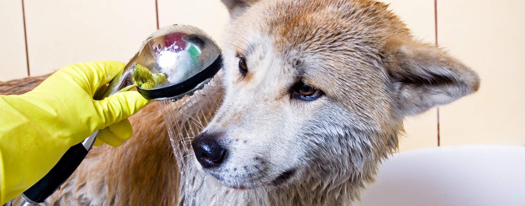 Dog being washed in bath tub by owner wearing yellow gloves