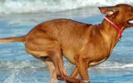 During the summer, your dog may enjoy running along the beach