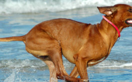 During the summer, your dog may enjoy running along the beach